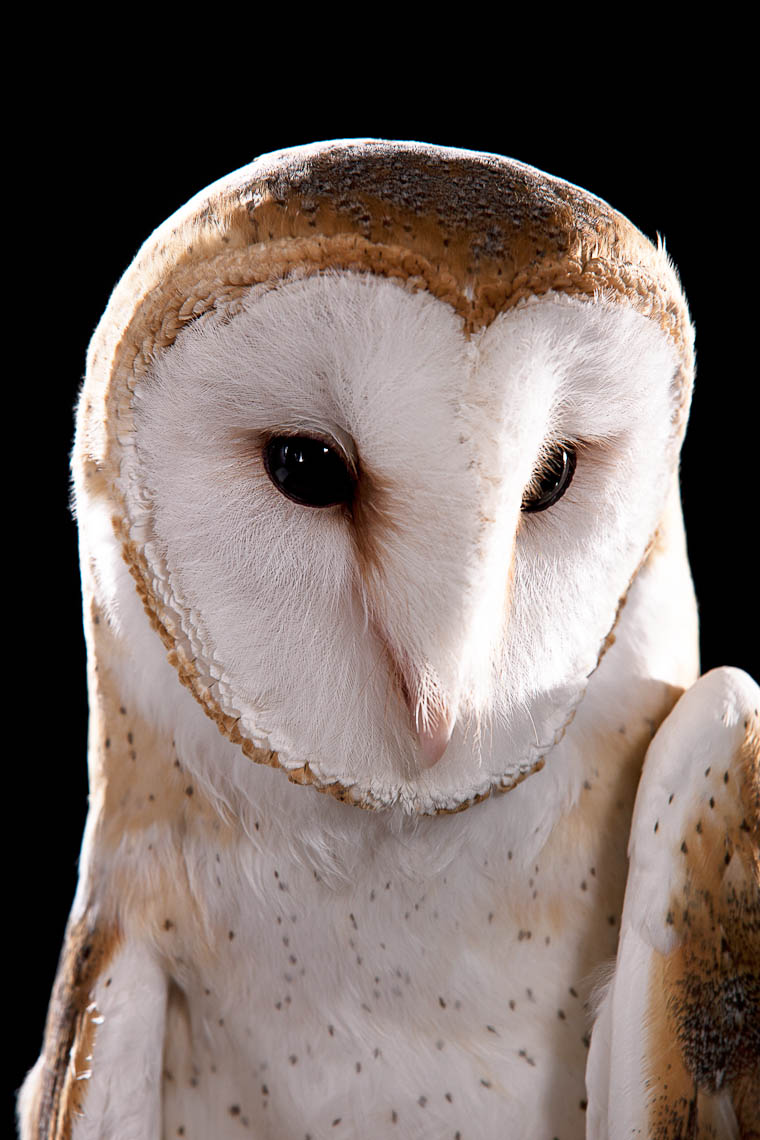 owl_0296_cg.jpg